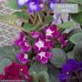 African Violet – 4″ Pot